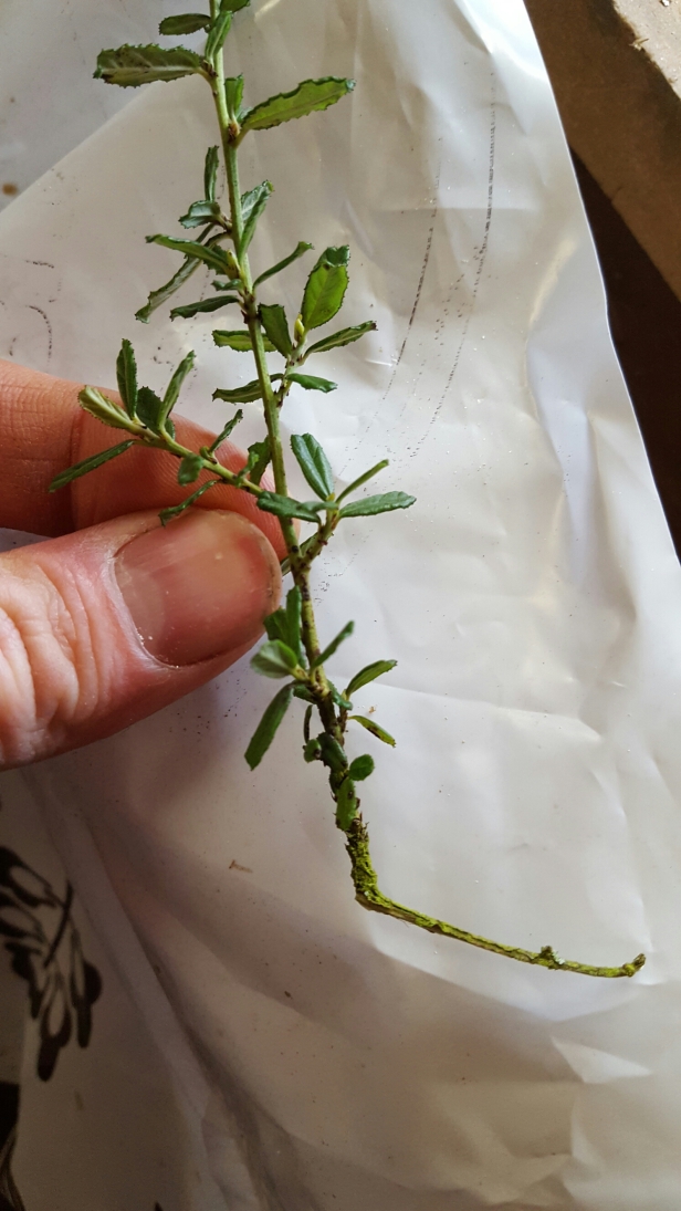 Propagating Ceanothus from cuttings