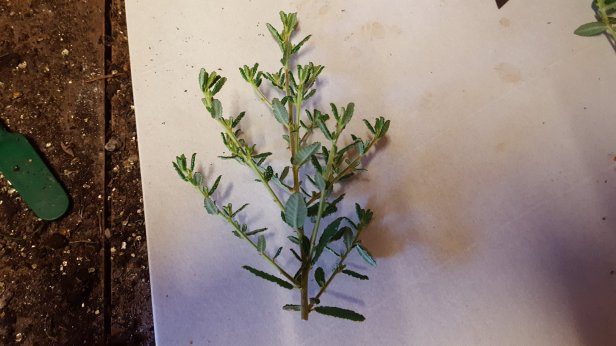 Propagating ceonothus by softwood cuttings