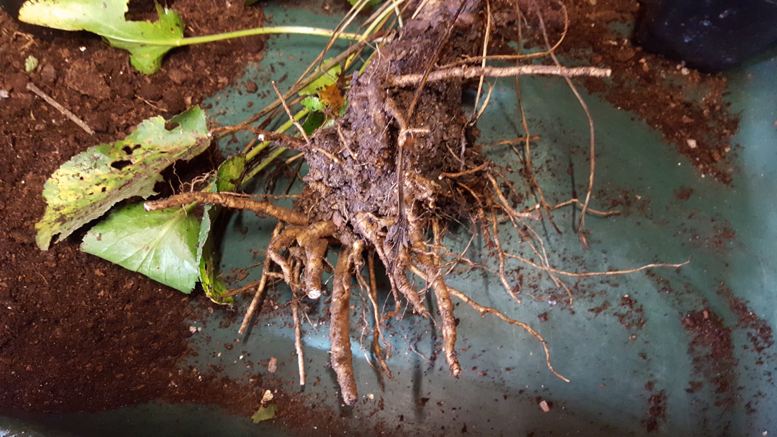 Propagating eryngium by root cuttings