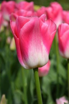 tulip-dynasty_grande263338606.jpg