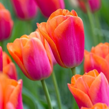tulip_orange_dynasty_1014268642762068.jpg