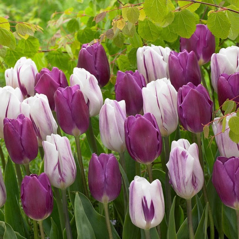 tulip_purple_flaga_1006996_11138632830.jpg