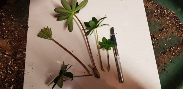 How to take cuttings of lupins